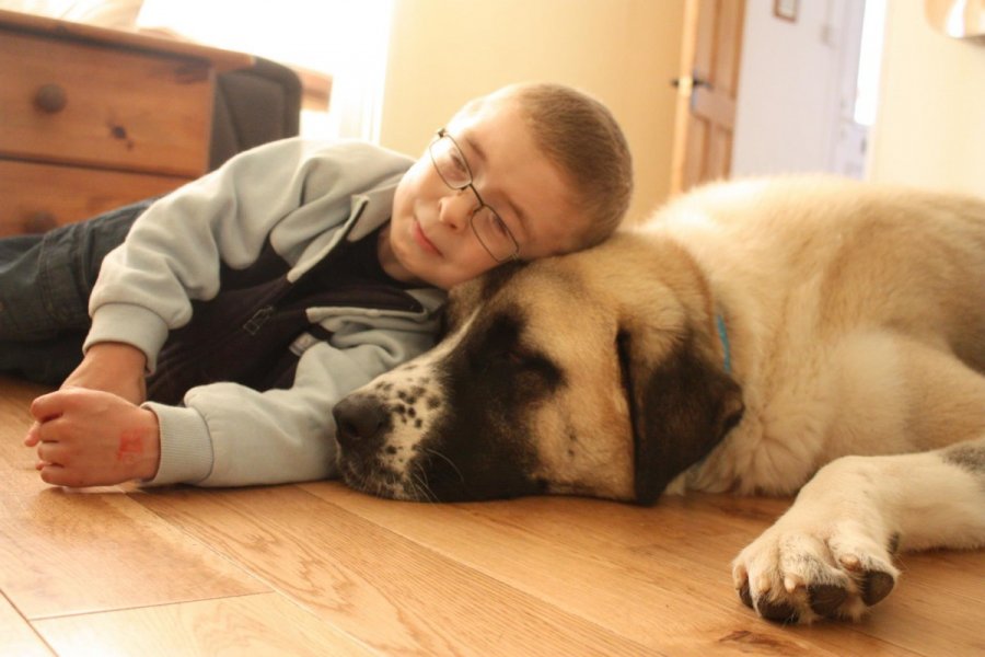 Ο «Χάτσικο» της Αγγλίας: Ο κορωνοϊός χώρισε αγόρι με αναπηρία με τον καλύτερό του φίλο, έναν τεράστιο σκύλο -Συγκινητική ιστορία [εικόνες]
