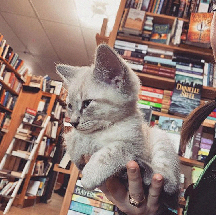Αυτό το βιβλιοπωλείο είναι γεμάτο γάτες και μπορείς να τις υιοθετήσεις