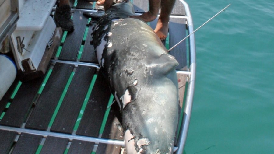 Αλόννησος: Νεκρός από ψαροντούφεκο ο «Κωστής», η φώκια-«μασκότ» του νησιού