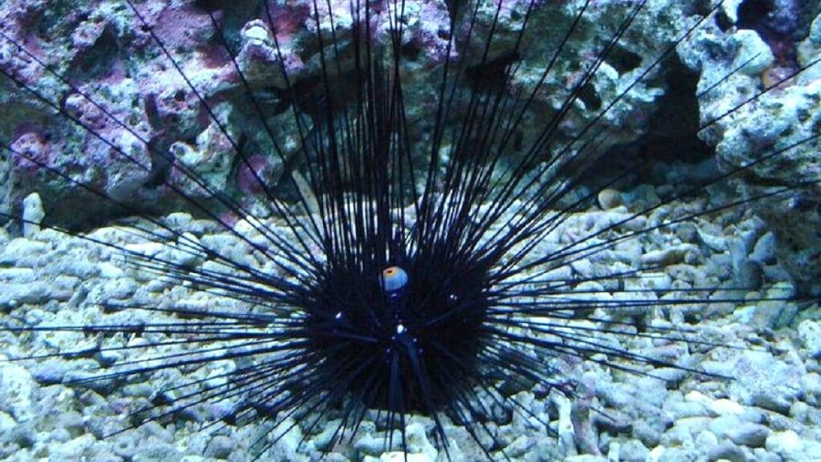 Diadema Setosum: Ο δηλητηριώδης αχινός που αυξάνεται στις ελληνικές θάλασσες και απειλεί τον ενδημικό [εικόνες + βίντεο]