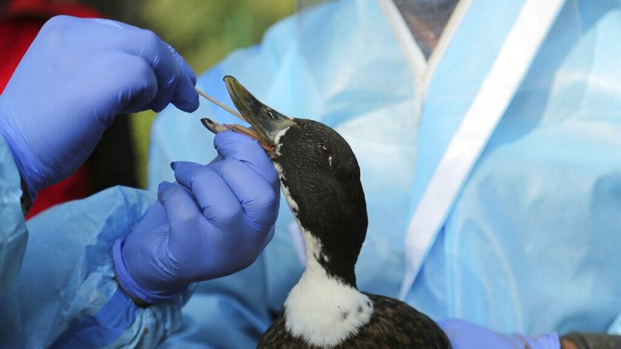 «Σήμα κινδύνου» για την εξάπλωση της γρίπης των πτηνών – Αυστηρά μέτρα ζητούν οι ειδικοί