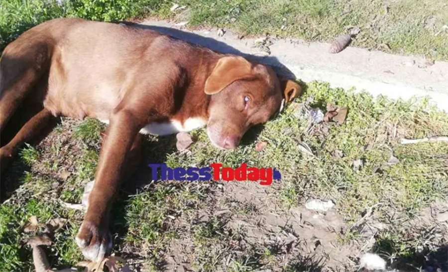 ΕΛΕΟΣ! Δηλητηρίασαν με φόλα την τυφλή αδέσποτη σκυλίτσα που συγκίνησε στη Νάουσα