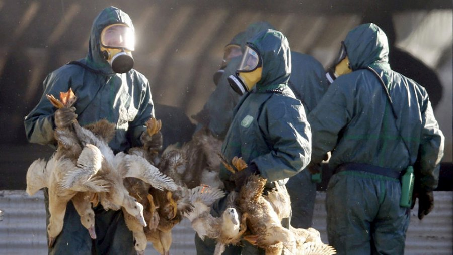 Νέο στέλεχος γρίπης απειλεί να εξαπλωθεί από τα πτηνοτροφεία στον άνθρωπο