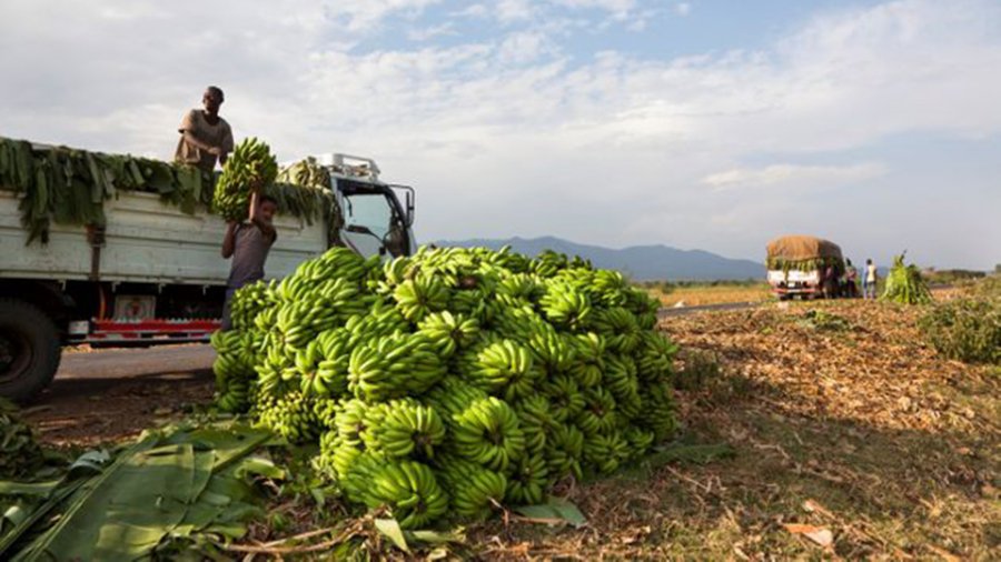 «Ψευτό-μπανάνα» Αιθιοπίας: Το φρούτο που δεν τρώγεται, αλλά θα σώσει τον κόσμο