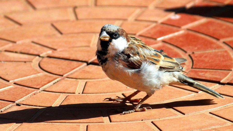 «Τα πουλιά δεν είναι αληθινά»: Στα άδυτα της πιο αστείας θεωρίας συνωμοσίας