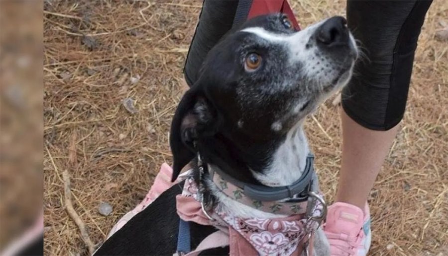 Πάσχα 2022: Σκυλάκι πέθανε από τρόμο για τα βεγγαλικά – Δεκάδες αγγελίες για εξαφανίσεις ζώων