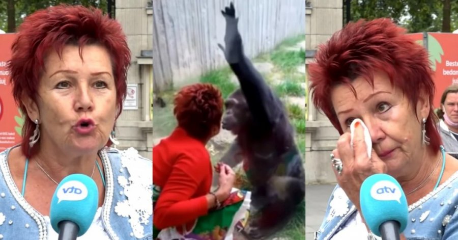 «Είμαστε ζευγάρι 4 χρόνια»: Ζωολογικός κήπος απαγόρευσε σε 38χρονη να βρίσκεται με τον χιμπατζή σύντροφό της