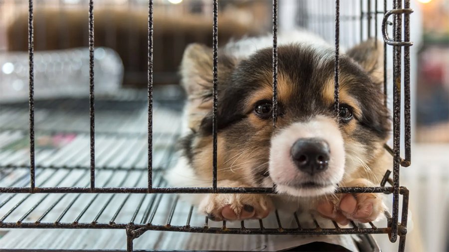 Πέρασε νομοσχέδιο που απαγορεύει στα pet shops να πωλούν σκύλους, γάτες και κουνέλια στη Νέα Υόρκη