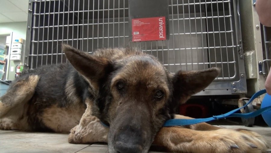 Σκύλος επιβίωσε με νερό βροχής για 30 ημέρες- Πέθανε ο ιδιοκτήτης κι έμεινε μόνος
