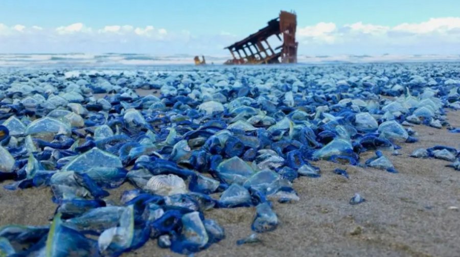 Μετά τις μωβ, έρχονται οι γαλάζιες μέδουσες στις ελληνικές θάλασσες: Πώς είναι και τι πρέπει να κάνουμε αν μας ακουμπήσουν