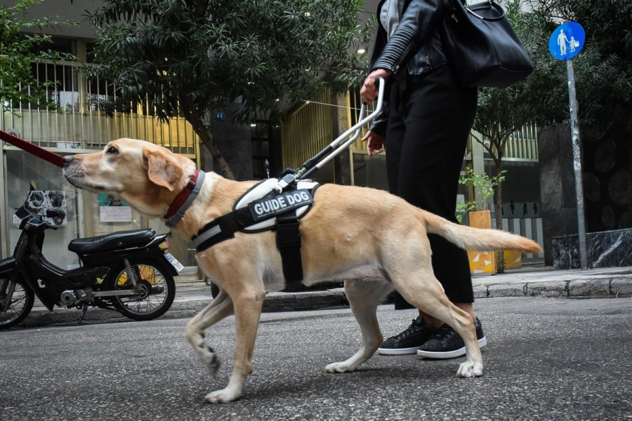 Καταδικάστηκε οδηγός ταξί που αρνήθηκε να επιβιβάσει τυφλή λόγω του σκύλου της