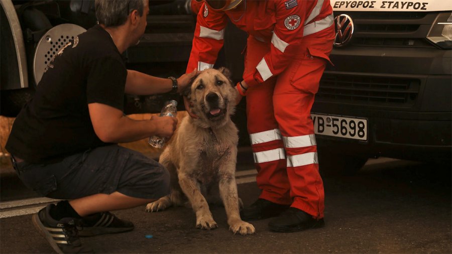 Πρωτοφανές περιστατικό στο Γαλάτσι: Πέταξαν πέτρες σε φιλόζωους που περιθάλπουν ζώα μετά τη φωτιά στην Πεντέλη