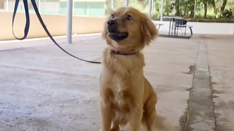 «Μιλάγκρος»: Ο σκύλος που επέζησε 40 ημέρες μέσα σε κοντέινερ, διασχίζοντας τον Ατλαντικό [βίντεο]