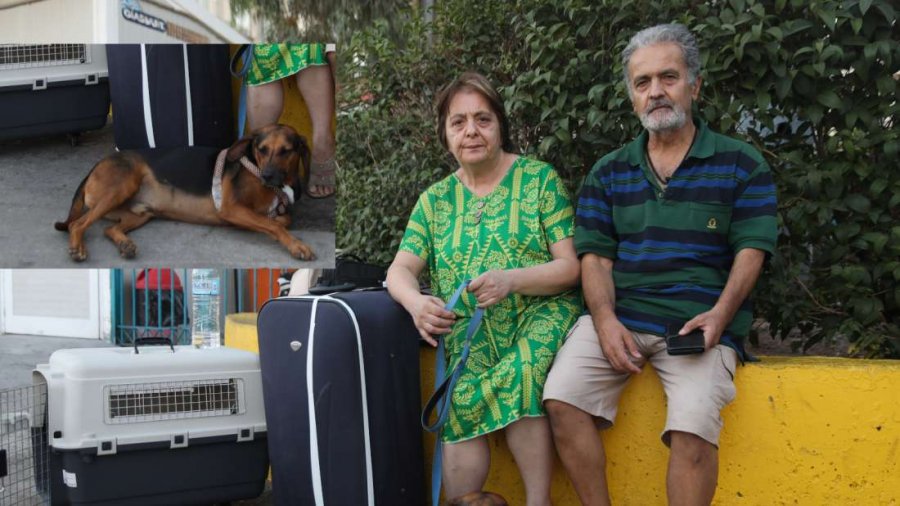 Κανένα ξενοδοχείο στην Αθήνα δεν δεχόταν ζευγάρι επειδή έχει σκύλο