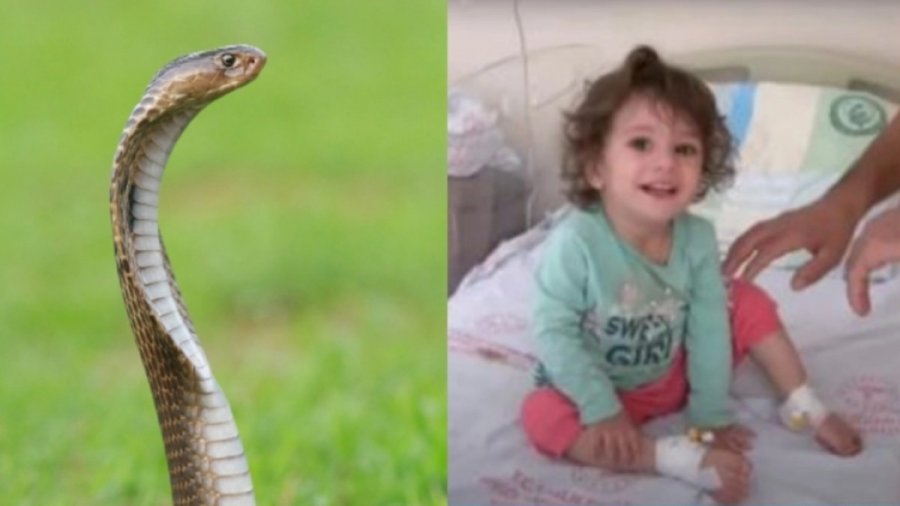 Φίδι δάγκωσε 2χρονη αλλά δεν μάσησε και το σκότωσε με τα ίδια της τα δόντια