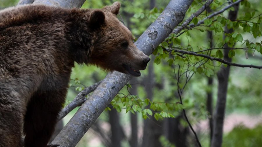 Κτηνωδία στη Φλώρινα: Πυροβόλησαν και σκότωσαν 3 αρκούδες – Η μια θήλαζε ακόμα τα μικρά της