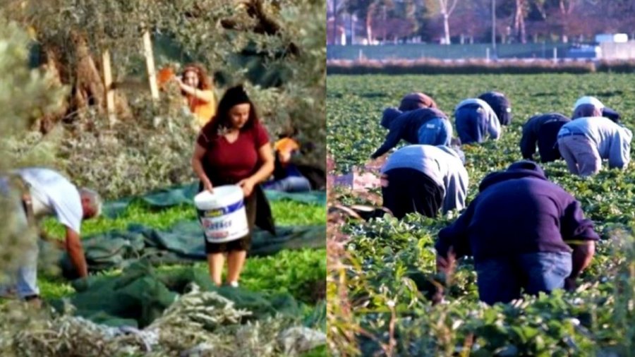 Ευχάριστα νέα: Νέοι Έλληνες στα χωράφια για δουλειά, για πρώτη φορά μετά από 30 χρόνια, φεύγουν οι Αλβανοί