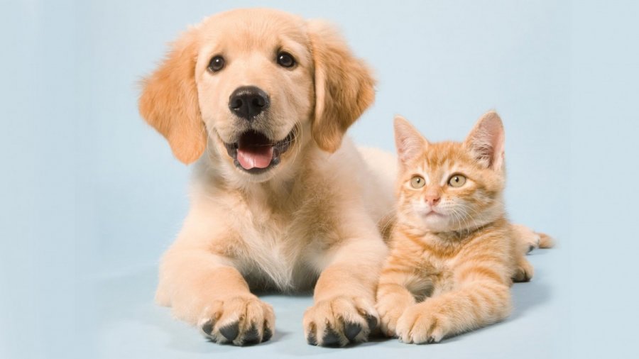 Η Νέα Υόρκη απαγορεύει στα pet shop να πωλούν σκύλους, γάτες και κουνέλια