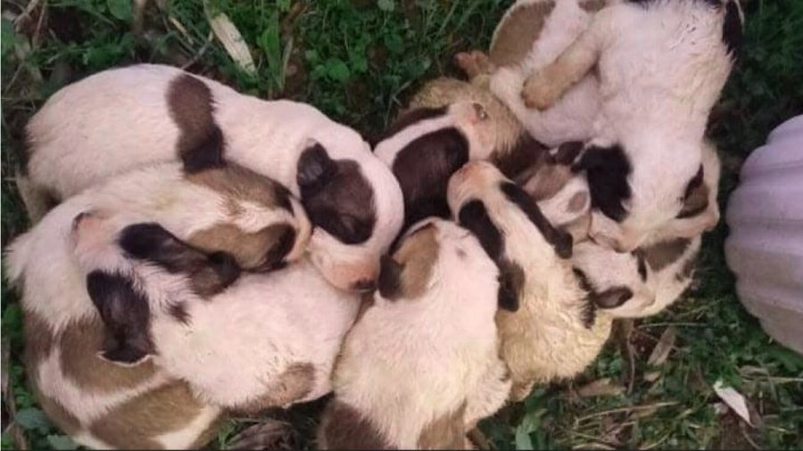 Αδιανόητες εικόνες από «πεταμένα» κουτάβια στον Αλμυρό – Έβαλαν 11 σκυλάκια σε γλάστρα και τα παράτησαν
