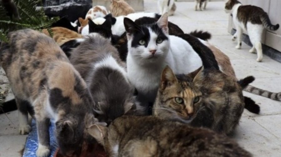 150 πεινασμένες γάτες γύρω από το νεκρό ζευγάρι: Μυστήριο με τα δύο πτώματα που βρέθηκαν μέσα στο σπίτι [εικόνες + βίντεο]