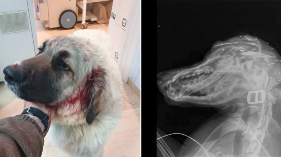 Αδιανόητο περιστατικό στην Κρήτη: Ανδρας πυροβόλησε στο κεφάλι σκύλο που έπαιζε σε αυλή με δυο μικρά παιδιά