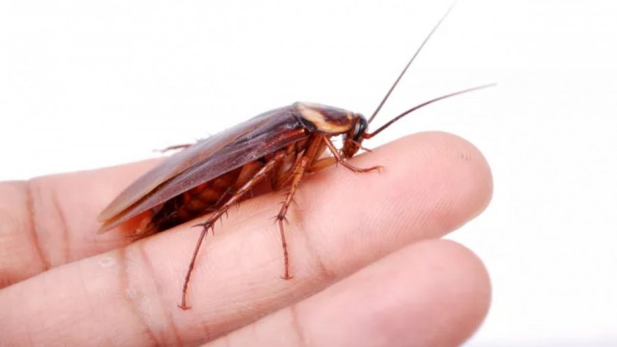 Είχε νεκρή κατσαρίδα στα γεννητικά της όργανα και δεν είχε πάρει χαμπάρι – Πώς αντέδρασαν οι γιατροί