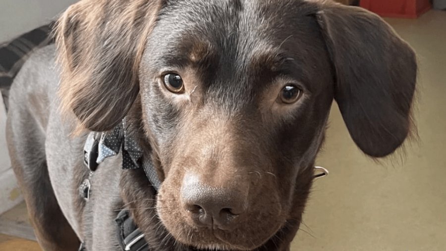 Coco: Ο πρώτος σκύλος που έκανε θεραπεία απεξάρτησης από το αλκοόλ