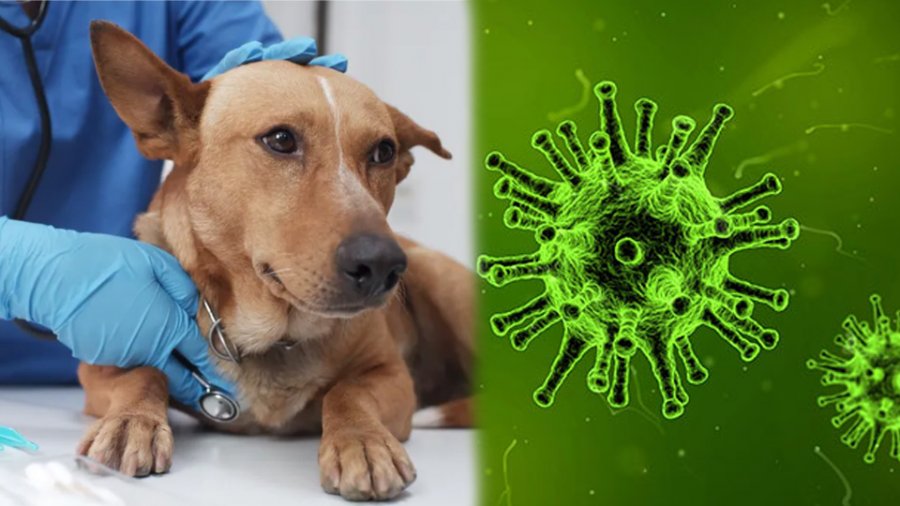Ανησυχία για την γρίπη των σκύλων: Πόσο πιθανό είναι να φέρει την… επόμενη πανδημία