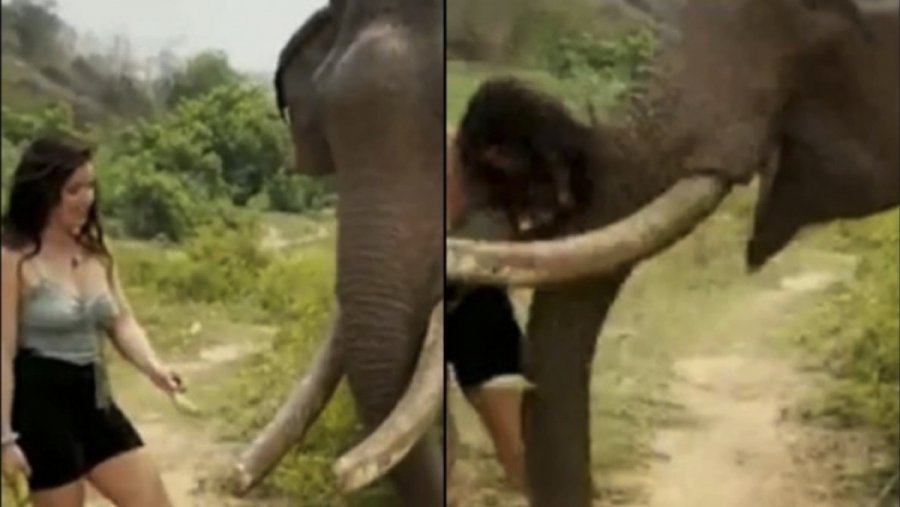 Βίντεο που «κόβει» την ανάσα: Ελέφαντας πέταξε στον αέρα γυναίκα που του έδινε μπανάνες