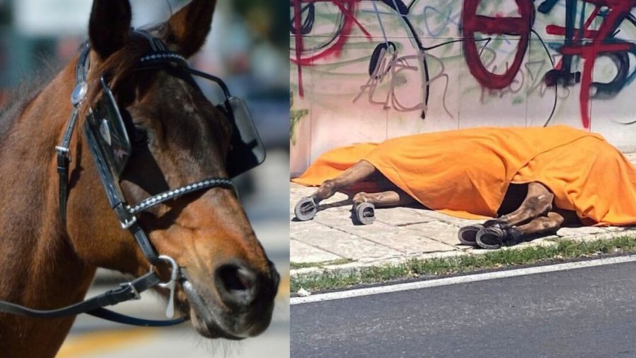 Κέρκυρα: Ελεύθερος ο αμαξάς για τον θάνατο του αλόγου