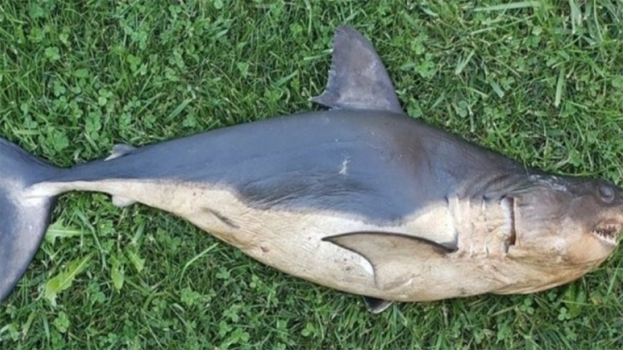 Σπάνια διασταύρωση σολομού – καρχαρία βρέθηκε σε ποταμό: Το θηρίο ζυγίζει 500 κιλά