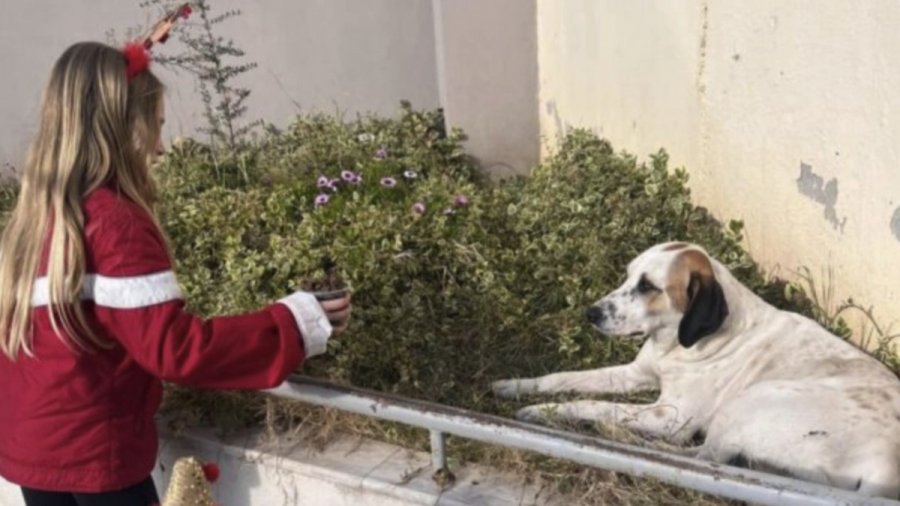 Μπράβο αγγελούδια: 3 κοριτσάκια από την Αλεξανδρούπολη πήραν με τα χρήματα από τα κάλαντα τροφές για τα αδέσποτα