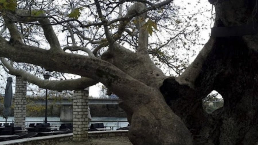 Το κλαδί της καρφώθηκε στο στήθoς: Νεκρή 44χρονη σε εστιατόριο, το φαγητό με φίλους κατέληξε σε Tpαγωδiα