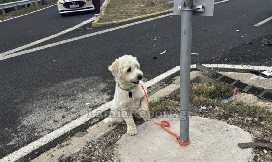 Λαμία: Τι απέγινε το σκυλάκι που επέζησε από το τροχαίο στο οποίο σκοτώθηκε ο 54χρονος ιδιοκτήτης του